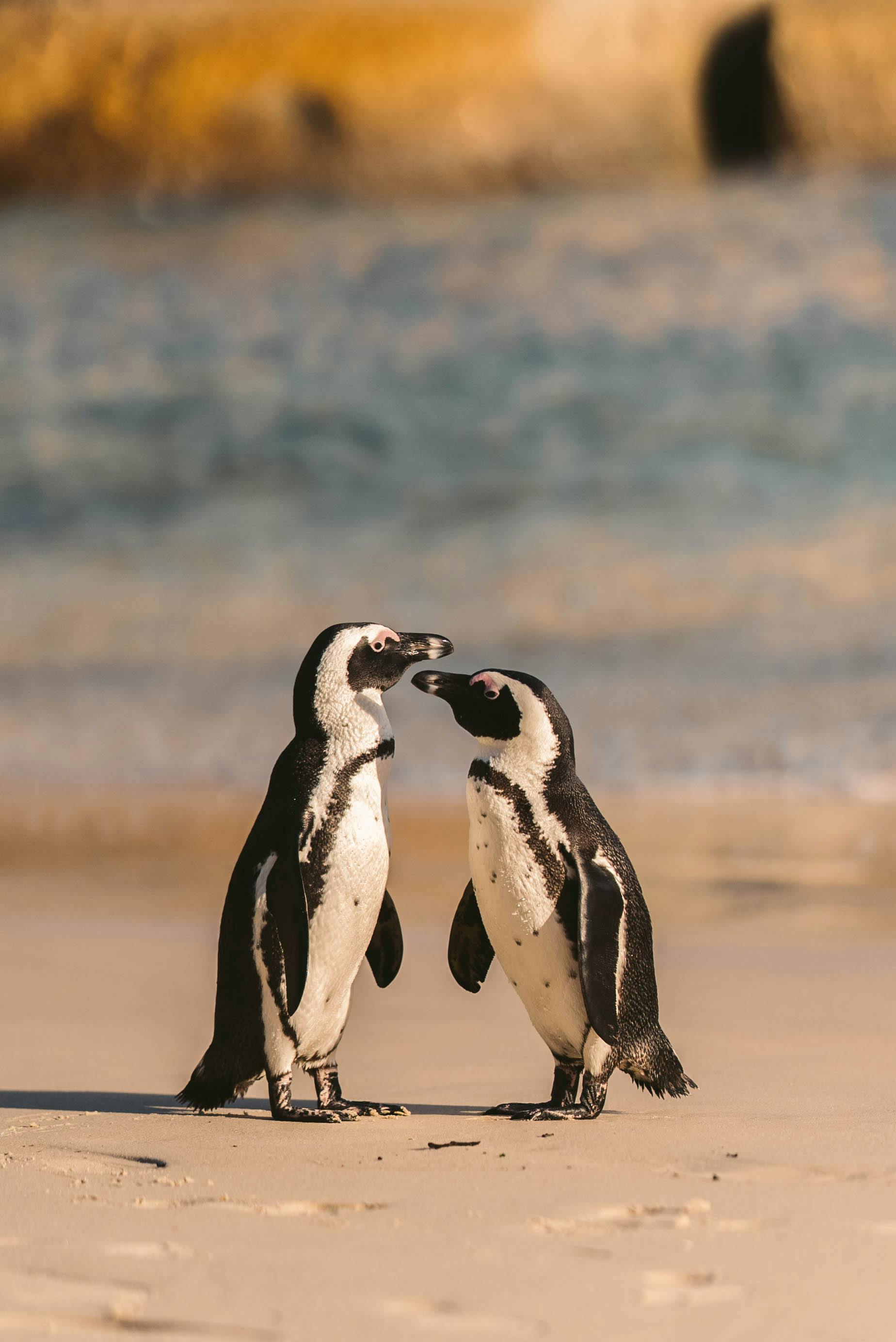 Cape Peninsula & Penguin Colony