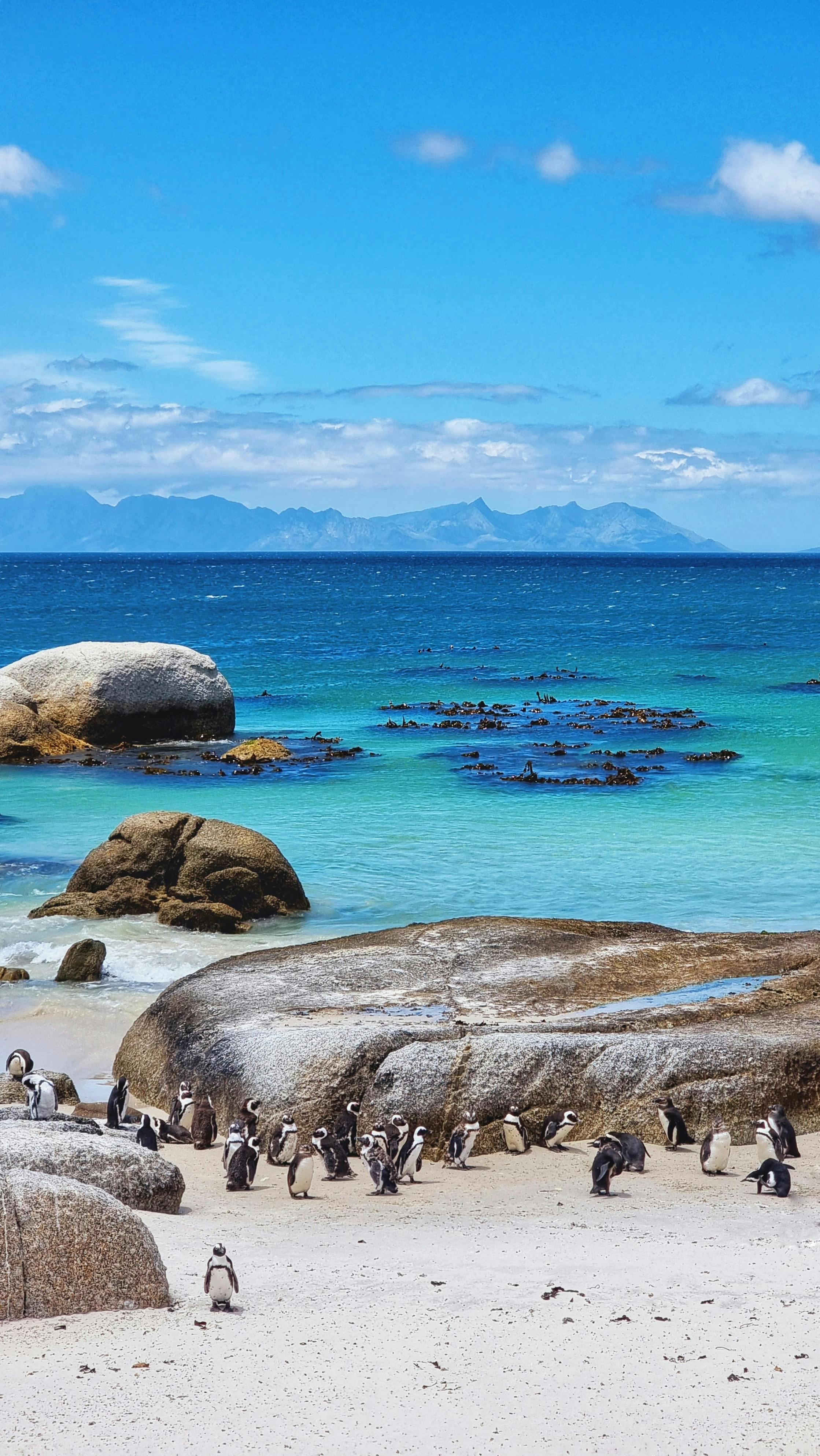Cape Peninsula:Half Day Tour