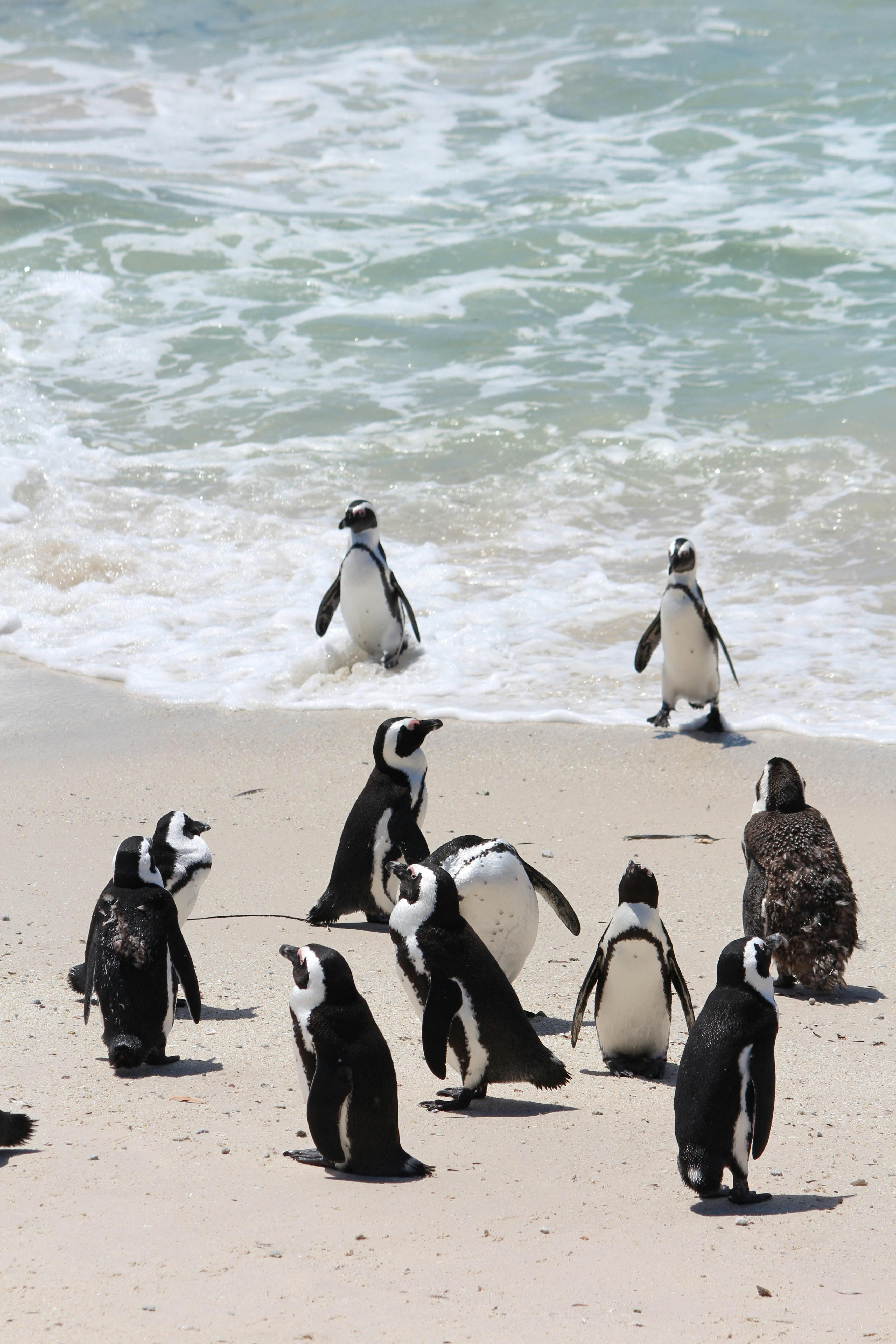 Cape Peninsula:Half Day Tour