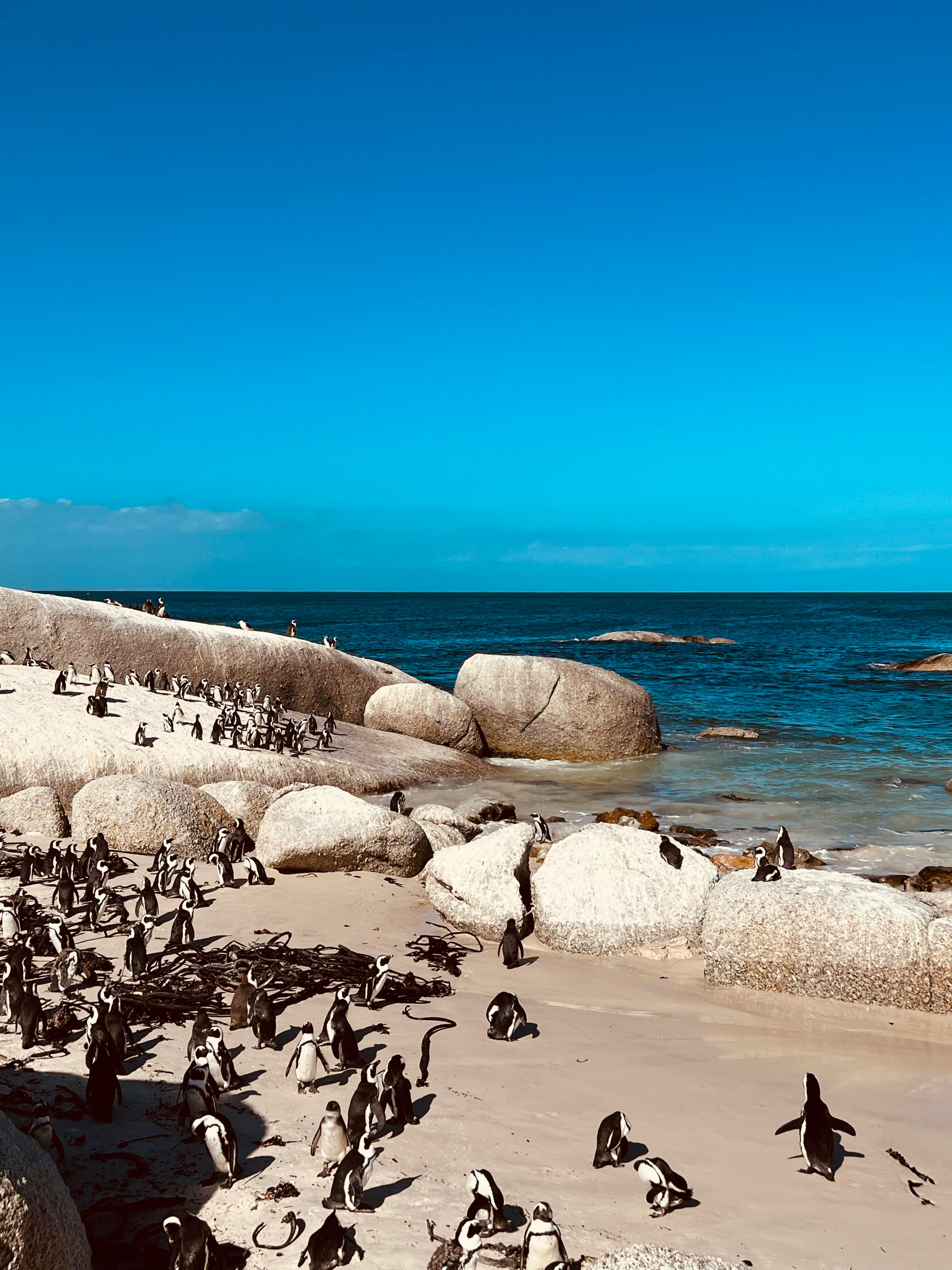 Cape Peninsula:Half Day Tour