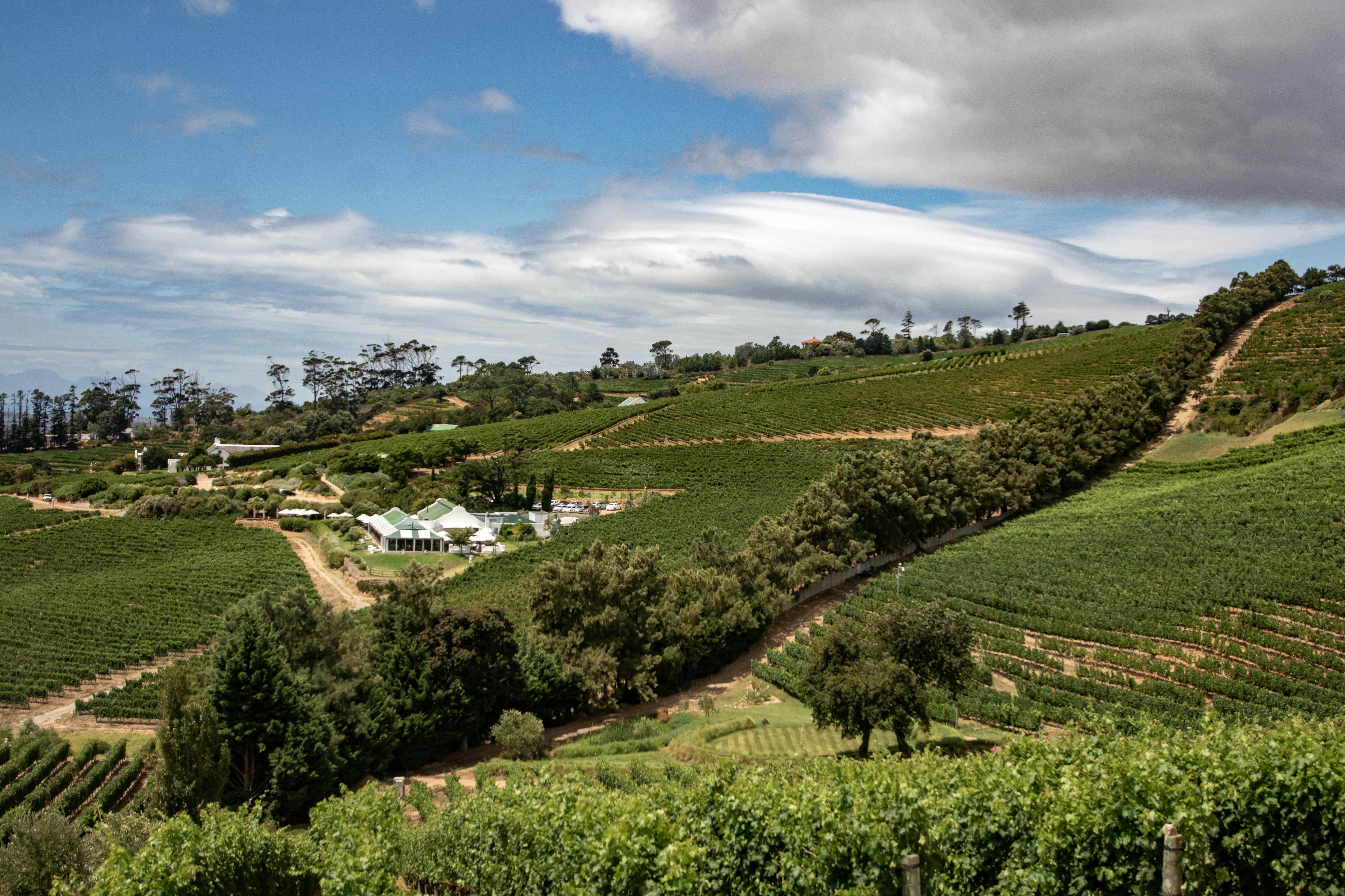 Cape Winelands Half Day Tour 