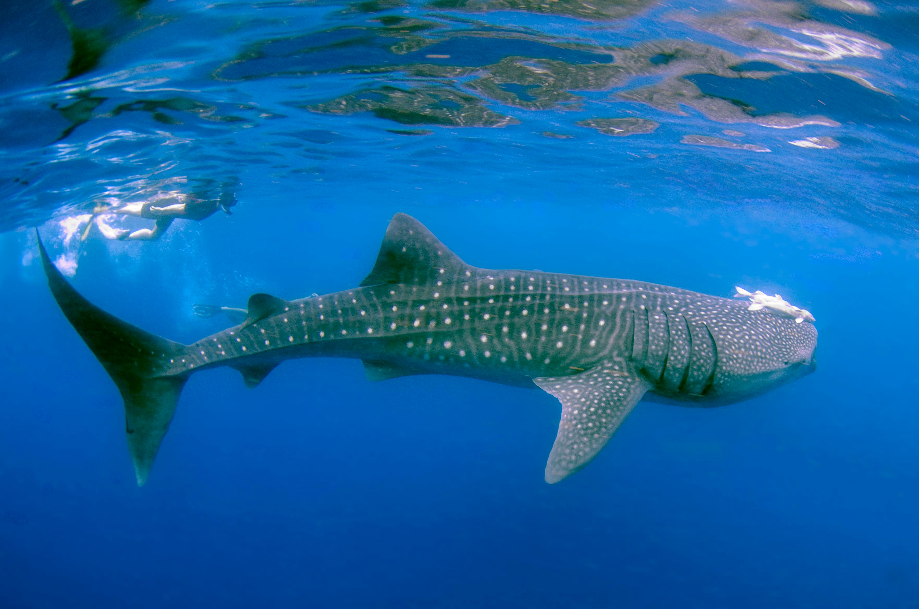 Shark Cage Diving -  ( Cape Town to Gaansbaai ) - Full Day Tour 