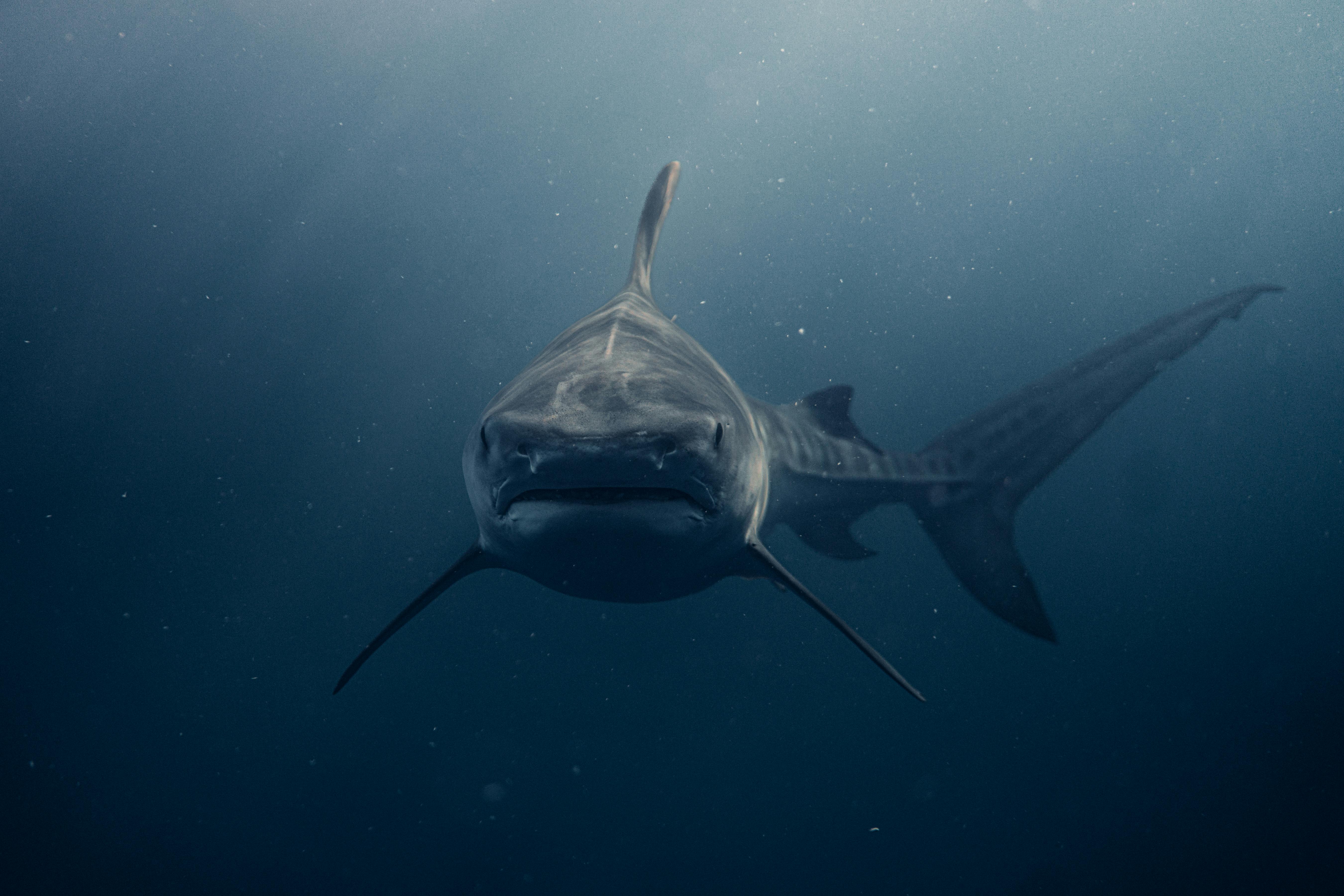 Shark Cage Diving -  ( Cape Town to Gaansbaai ) - Full Day Tour 
