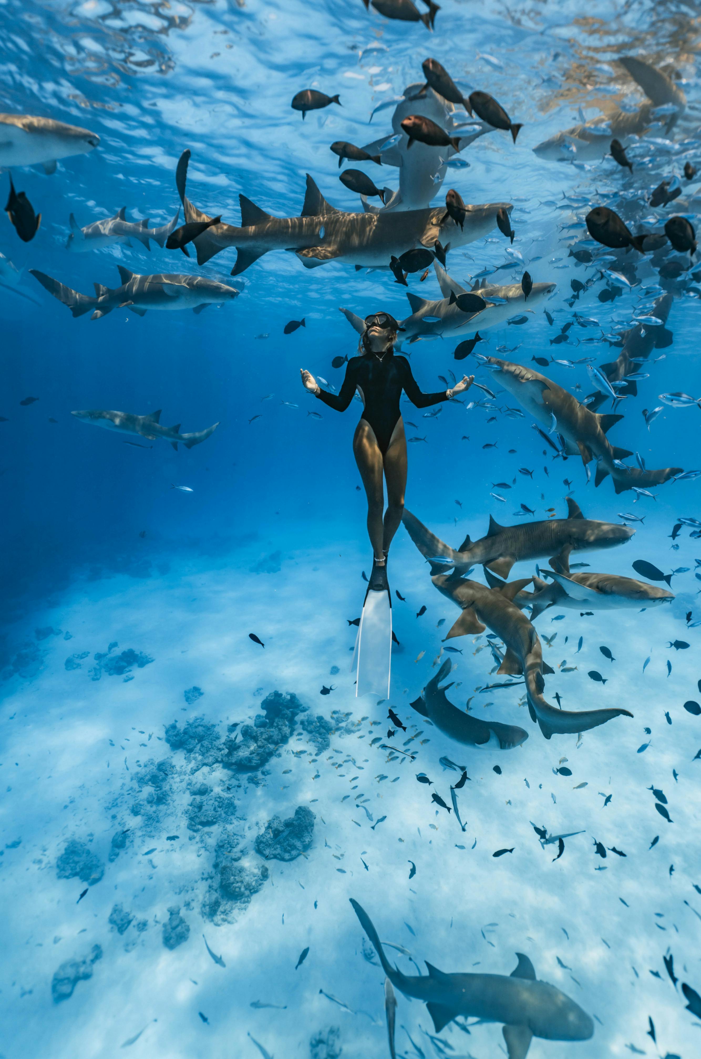 Shark Cage Diving -  ( Cape Town to Gaansbaai ) - Full Day Tour 
