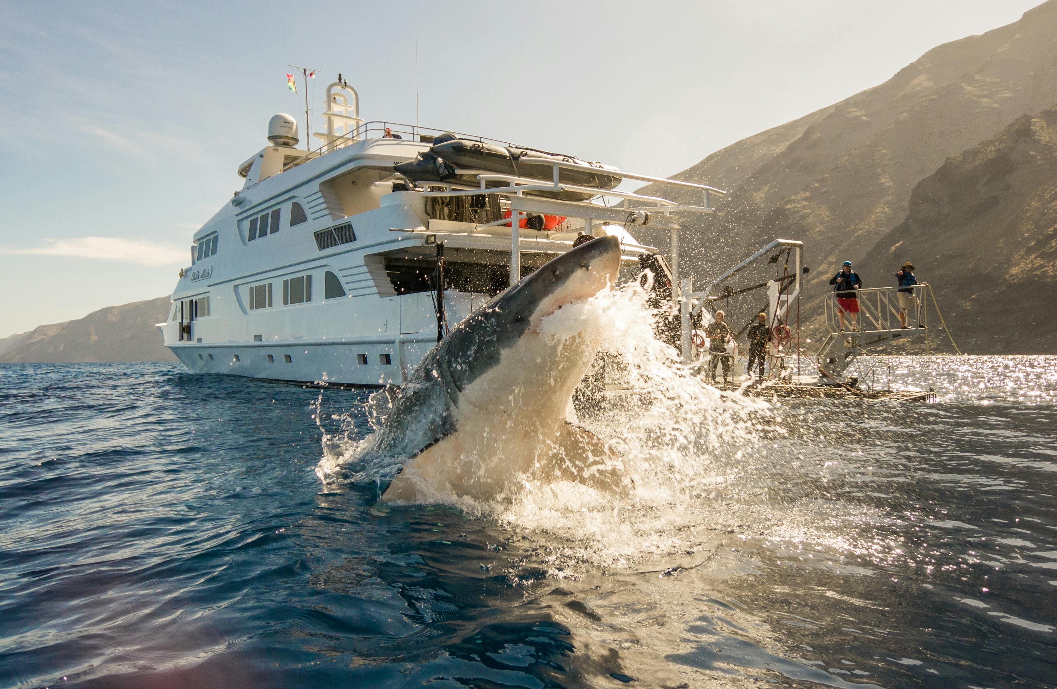 Shark Cage Diving -  ( Cape Town to Gaansbaai ) - Full Day Tour 