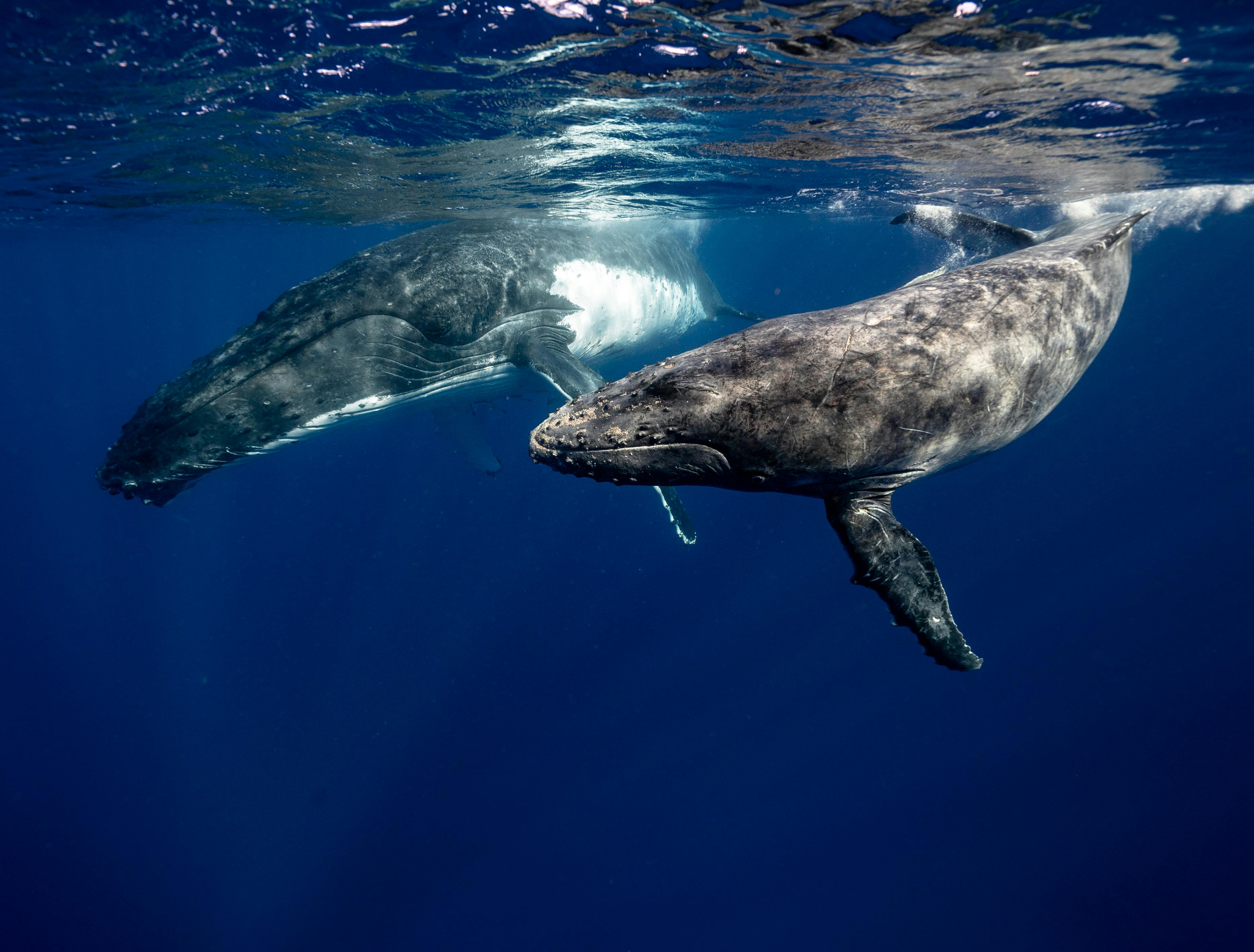 Whale and Dolphin Watching Boat Trip
