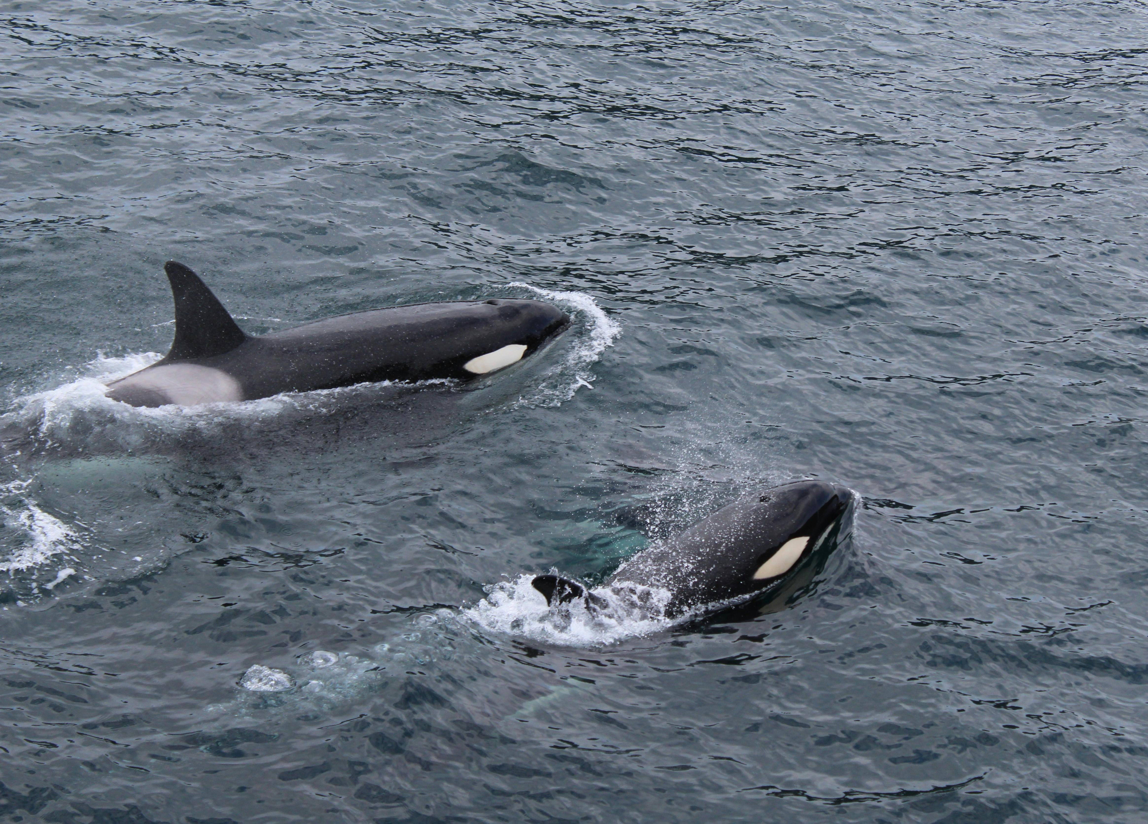 Whale and Dolphin Watching Boat Trip