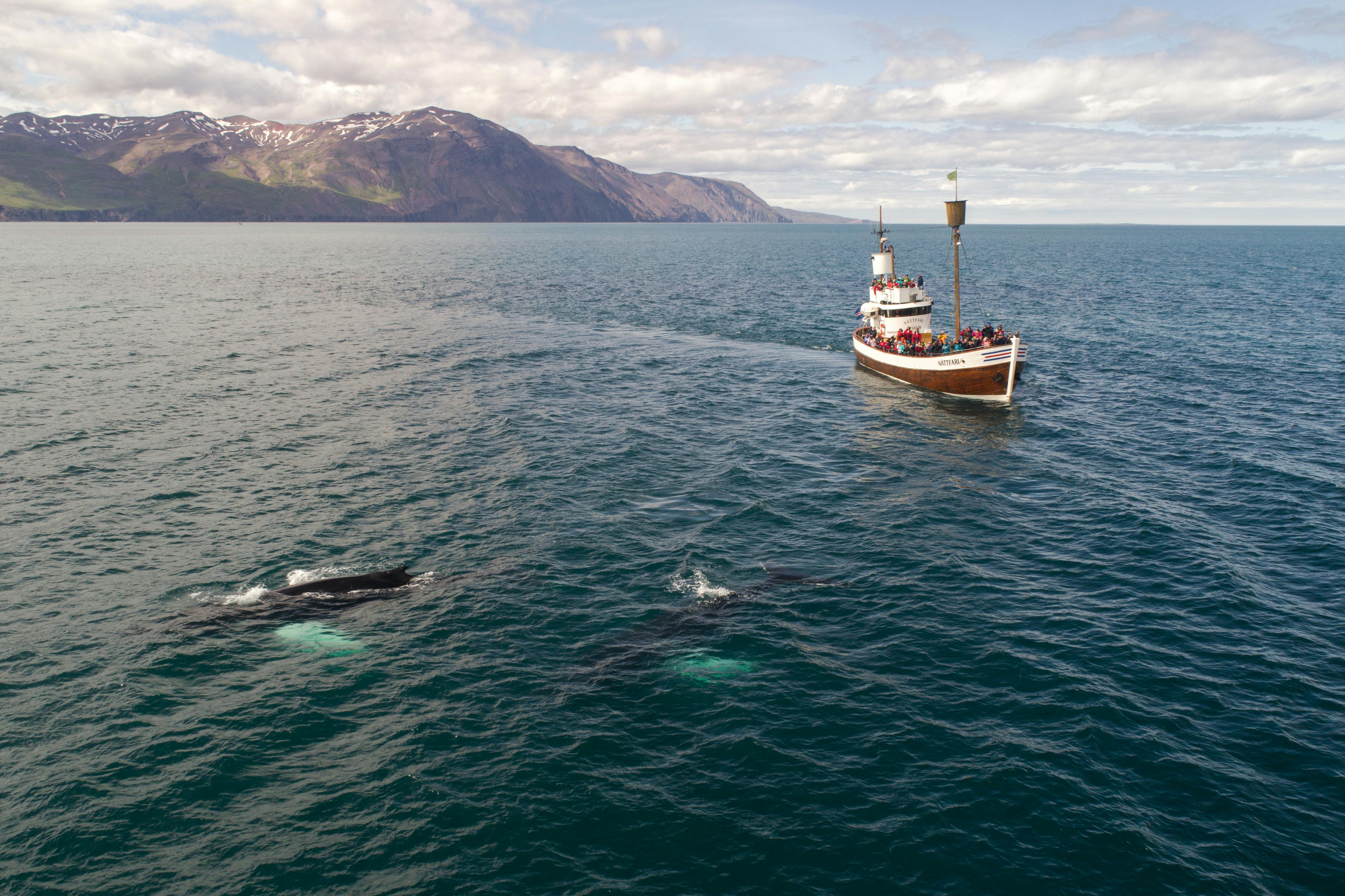 Whale and Dolphin Watching Boat Trip