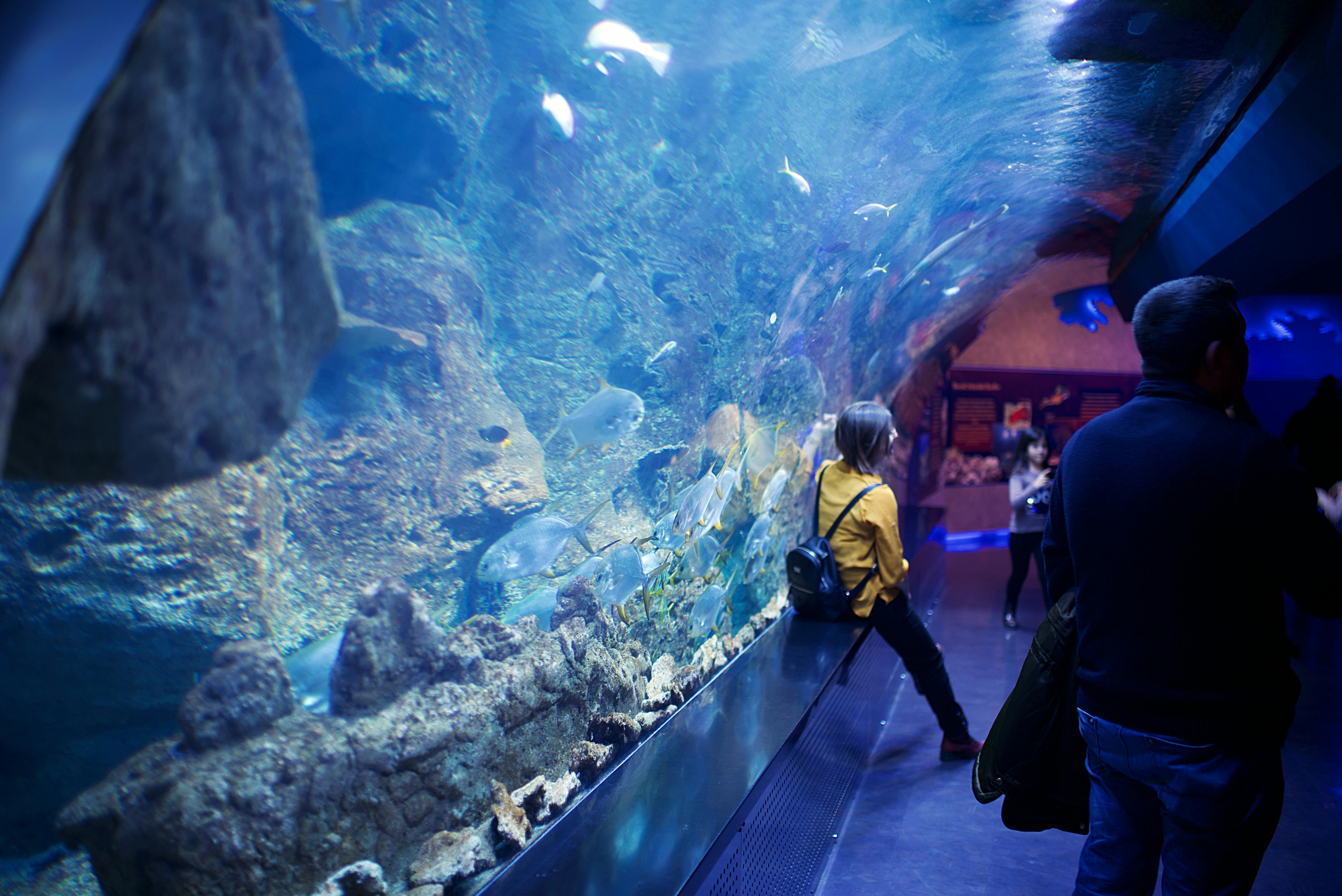 V&A Aquarium , Duck Tour, and Botanical Garden Day