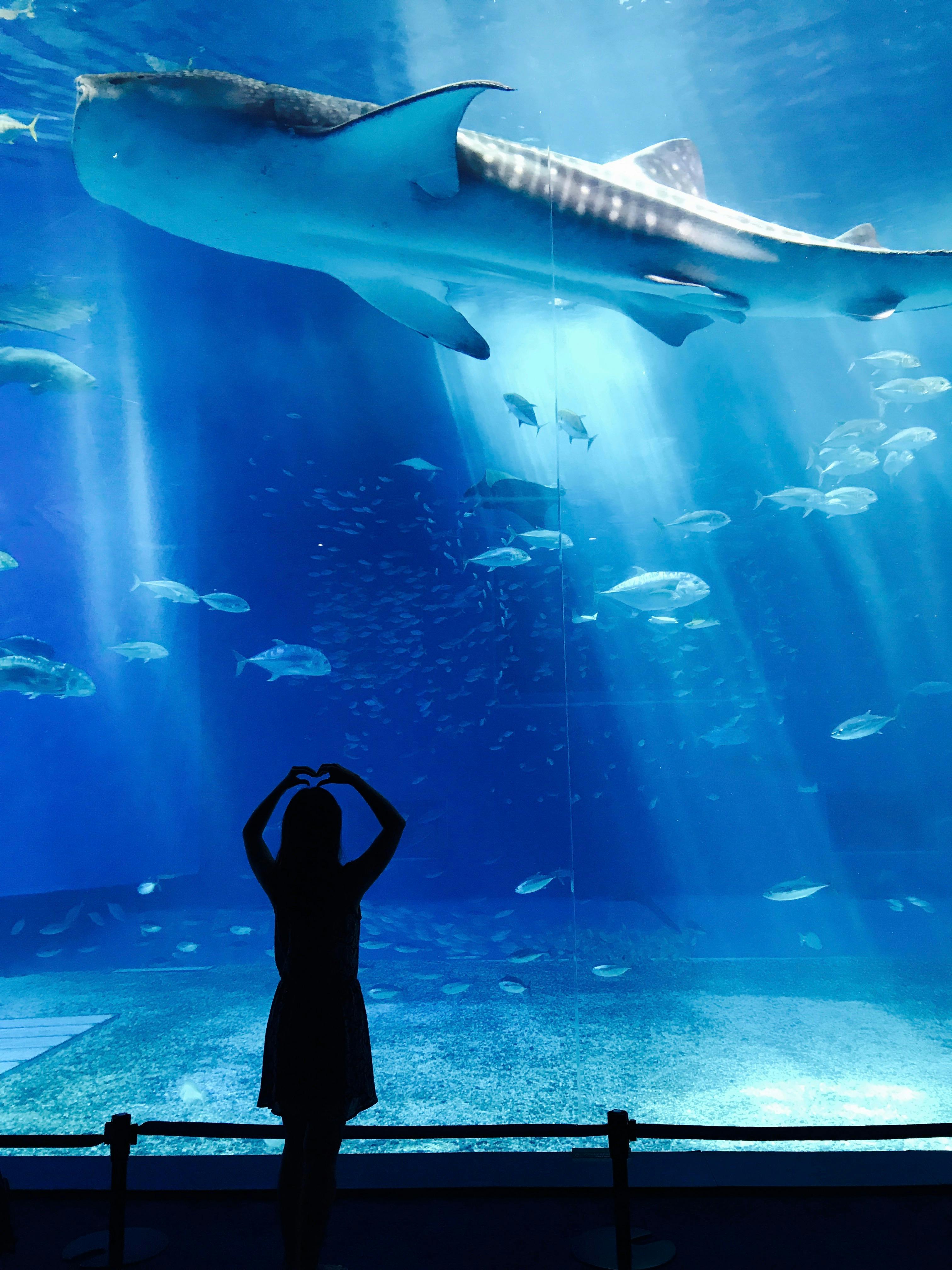 V&A Aquarium , Duck Tour, and Botanical Garden Day