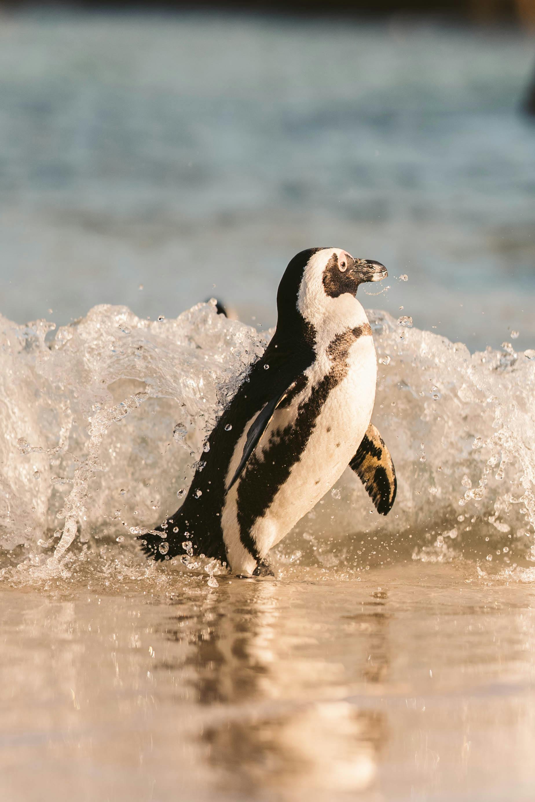 Cape of Good Hope  & Table Mountain Full-Day Tour