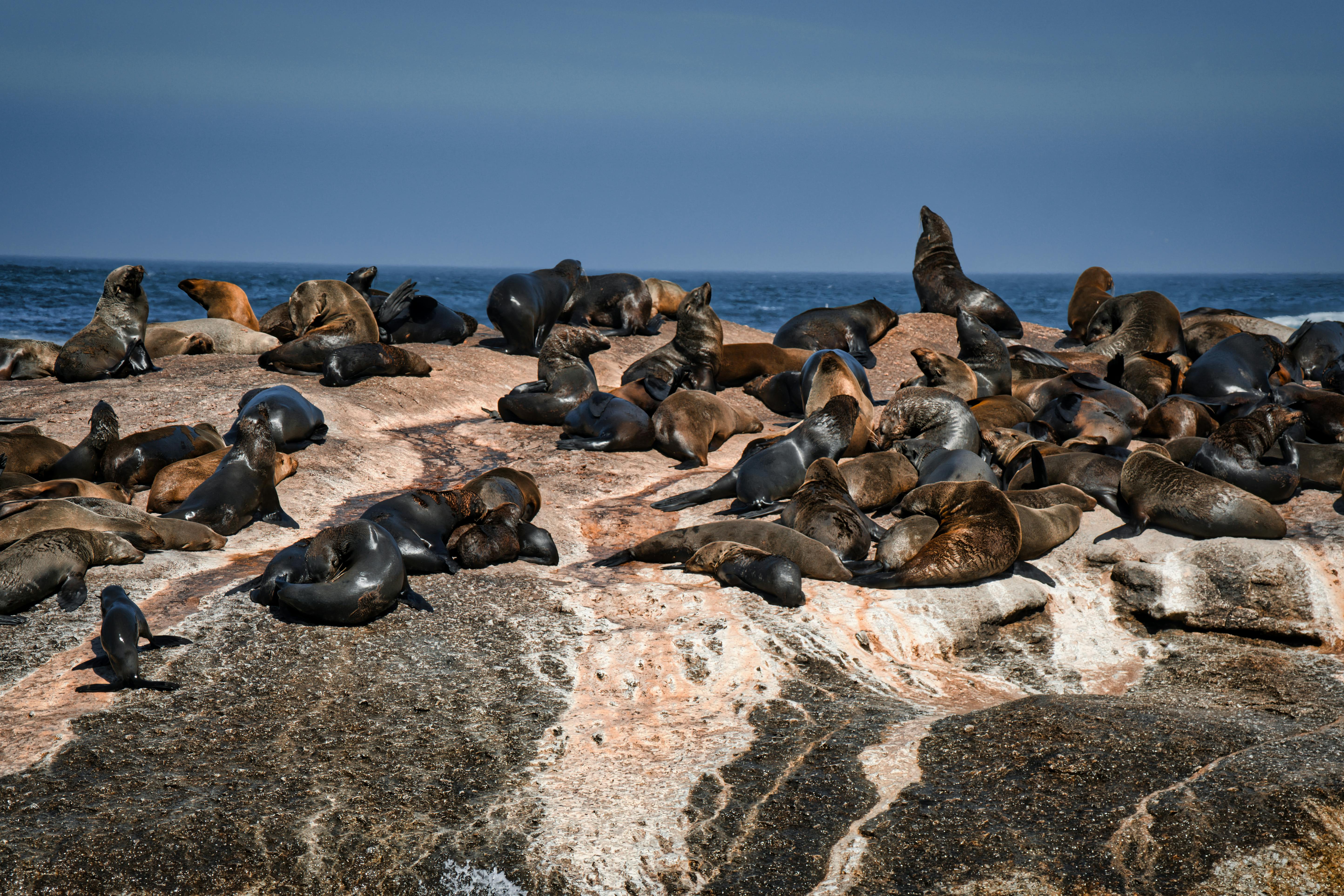 Cape of Good Hope  & Table Mountain Full-Day Tour